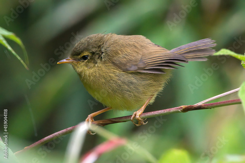 Aberrant bush warbler perched on a branch at Darjeeling, West Bengal, India