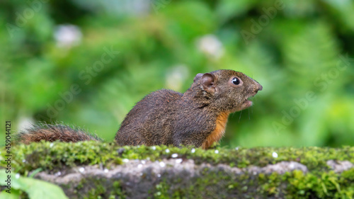 Orange bellied himalayan squirrel looking for food on the ground at Darjeeling  West Bengal  India