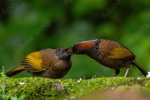 Chestnut-crowned laughingthrush feeding its chick at Darjeeling, West Bengal, India photo