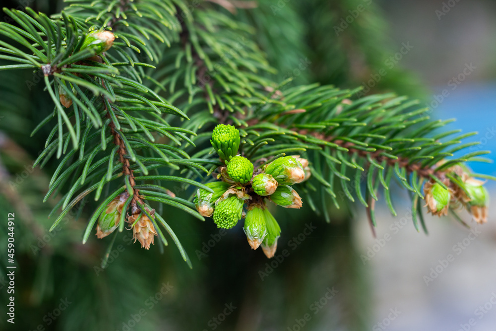 pine branch with cones