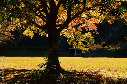 Autumn, sunny park. The sun's rays pass through the yellow to red leaves and show a vivid color.