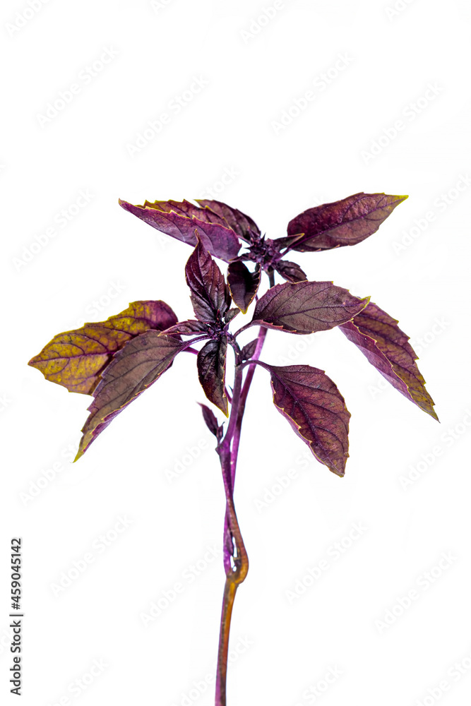 Obraz premium A sprig of purple basil, isolated on a white background