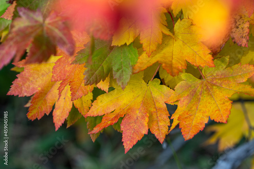 Fall Color Vine Maple in Oregon