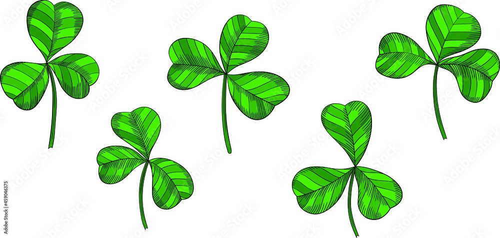Green shamrock leaves isolated on white. Hand drawn vector illustration. Eps10