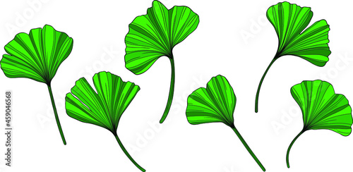 Ginkgo leaves isolated on white. Hand drawn vector illustration.