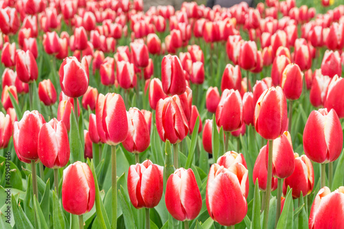 A close-up of tulips in the park