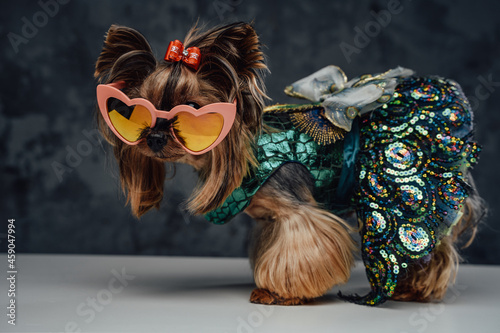 Purebred fashion yorkshire dog in dress against dark background