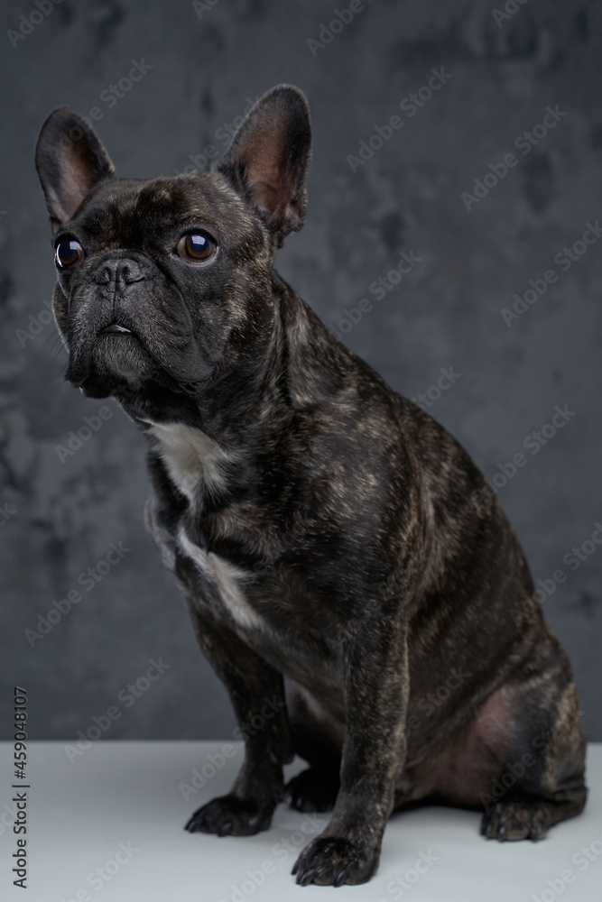 Lovable black french bulldog posing against dark background