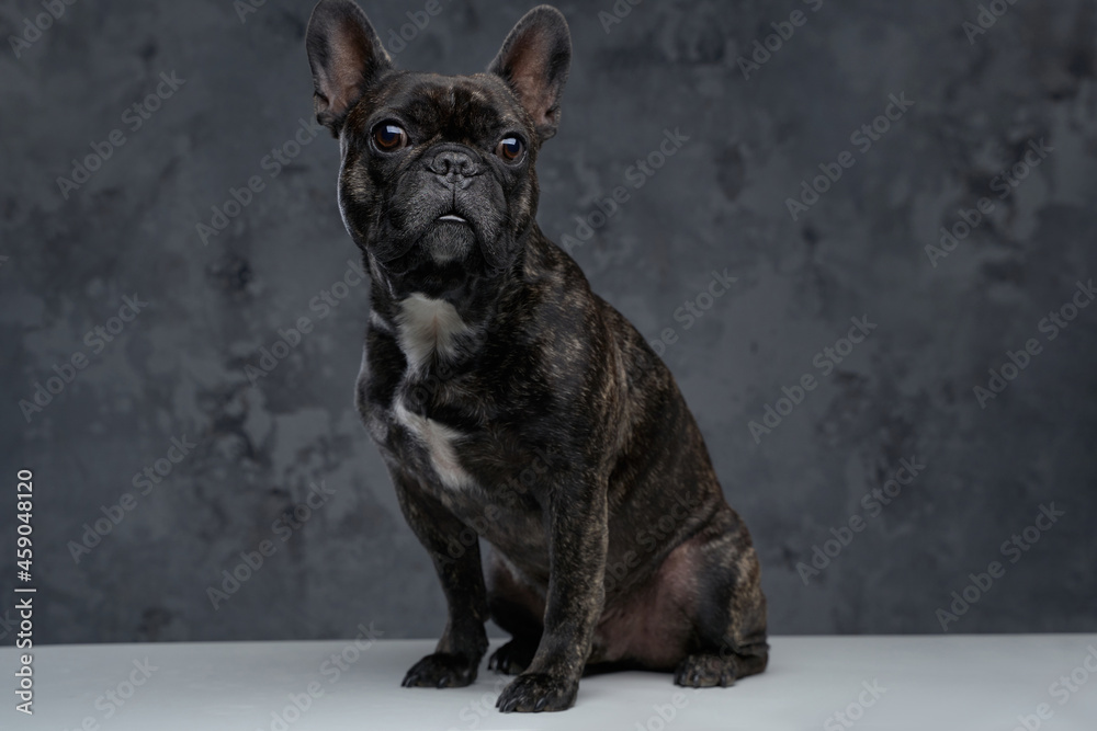 Adorable little french bulldog sitting on white table