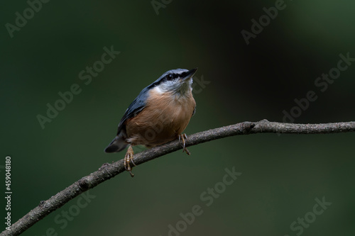 Eurasian Nuthatch (Sitta europaea) on a branch in the forest of Noord Brabant in the Netherlands. Dark green background. 