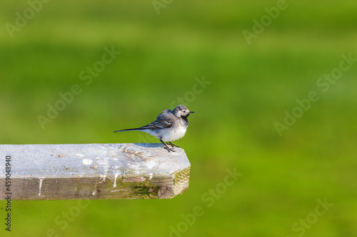 White Wagtail is sitting on a wooden plank