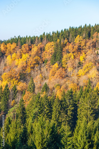 Coniferous forest and deciduous forest on a mountain slope with autumn colors