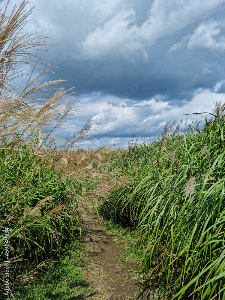 walking path with reed forest. walking path with reed forest.