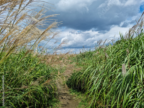 Fototapeta Naklejka Na Ścianę i Meble -  walking path with reed forest.
