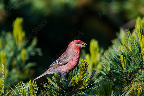 ギンザンマシコ雄(Pine grosbeak) photo