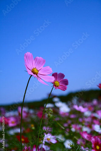 コスモス