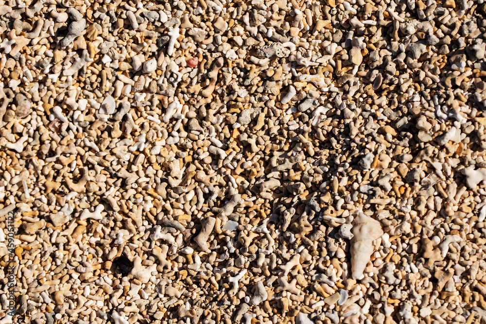 Shells and coral texture. Extraordinary Coral beach in county Galway, Ireland. Warm color. Nature background Shells and coral texture. Extraordinary Coral beach in county Galway, Ireland. Warm color. Nature background