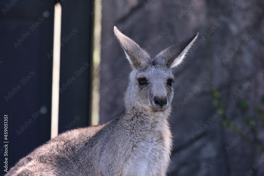 Fototapeta premium カンガルー
