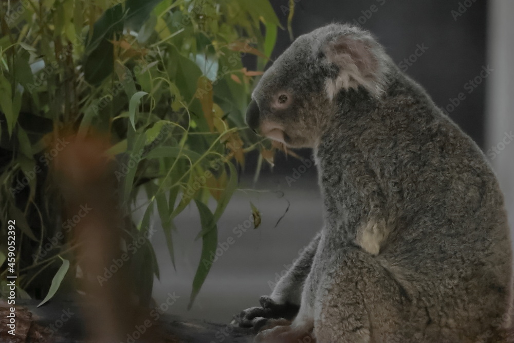 Fototapeta premium コアラ
