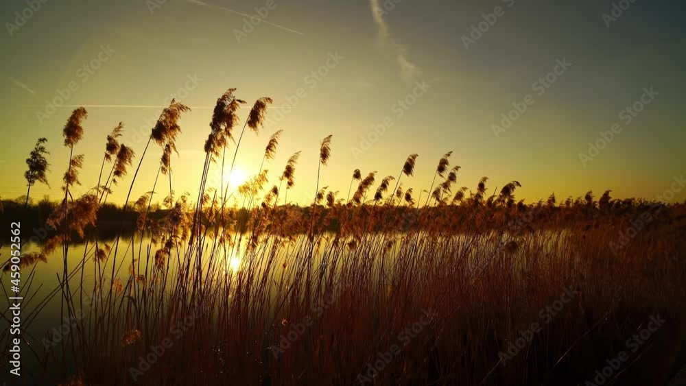A beautiful scenery of small river and reeds at sunset A beautiful scenery of small river and reeds at sunset