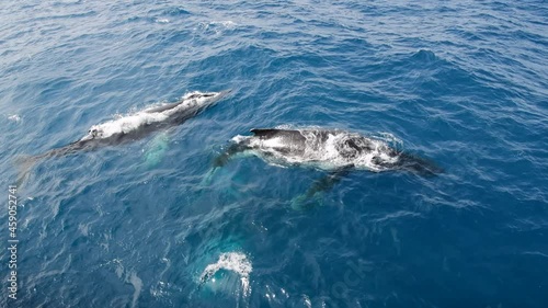 Humpback Whales in the Drake Passage photo