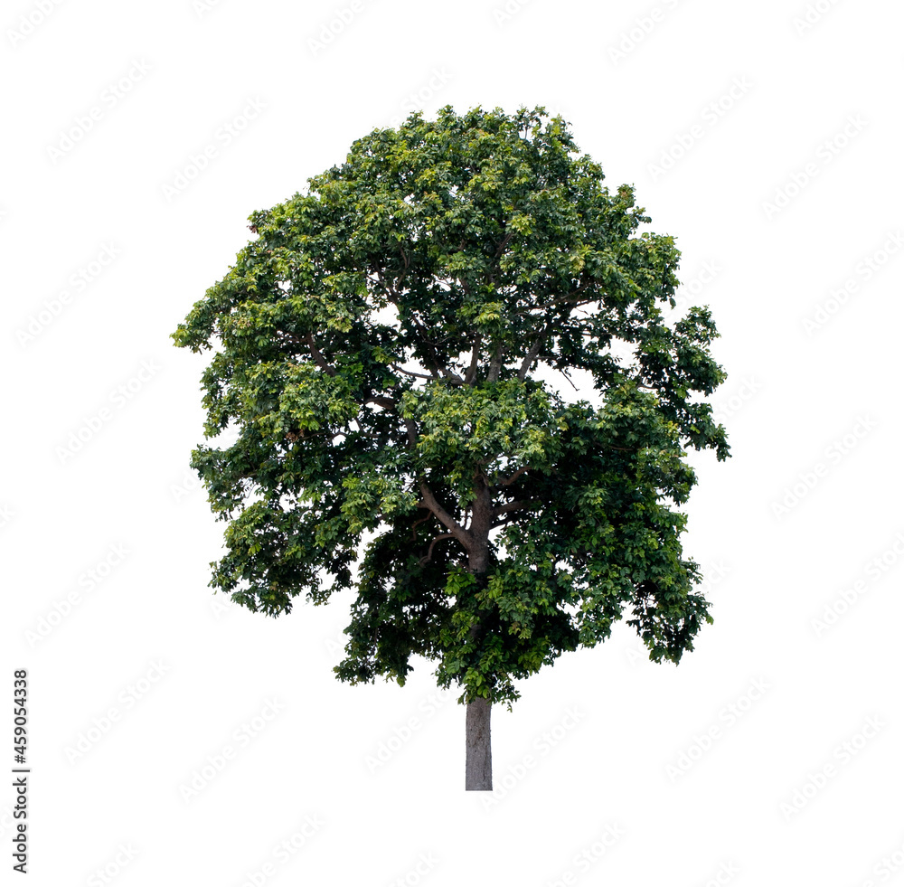 Fototapeta premium Green tree side view isolated on white background