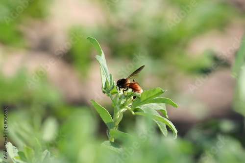 A bee collects natural pure honey and organic fresh beeswax from the white flower of fenugreek.Blur Effect of Fenugreek Plant Green Fresh Healthy Leaves for Vegetable use