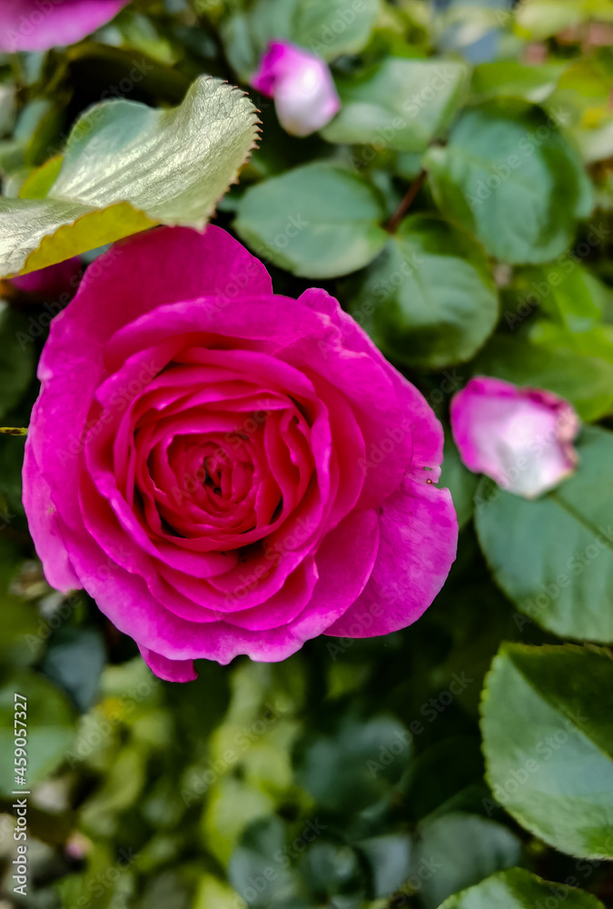 pink and white roses pink and white roses