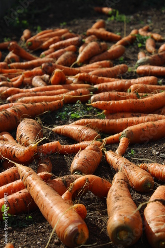 Carrots harvesting in autumn gaarden