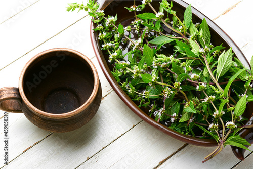 Fresh blooming mint,herbal tea