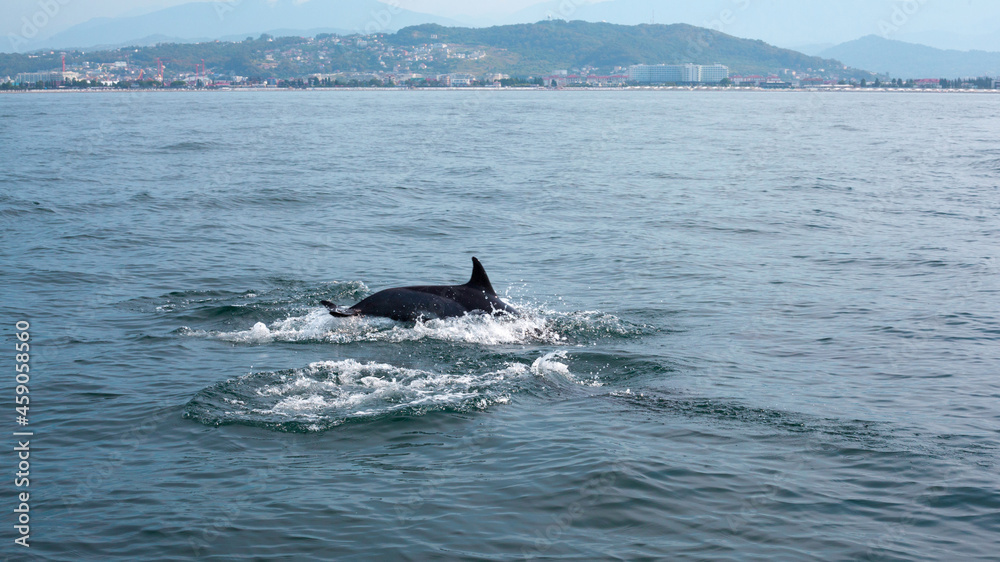 Fototapeta premium Dolphin jumping in blue water