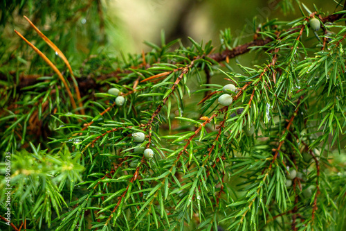 branches of coniferous trees of pine and ate, and juniper bushes with juicy green needles, cones and berries and transparent raindrops after thunderstorm.