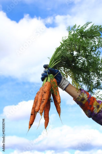 carrots in the hand