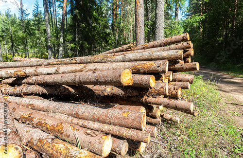 Forrest industry, stacked timber in a forrest, deforestation