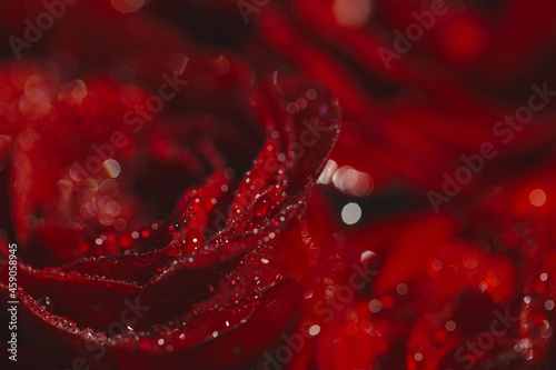 Beautiful dark red rose buds with water drops close up. Nature concept. Floral background.