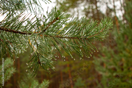 branches of coniferous trees of pine and ate  and juniper bushes with juicy green needles  cones and berries and transparent raindrops after thunderstorm.