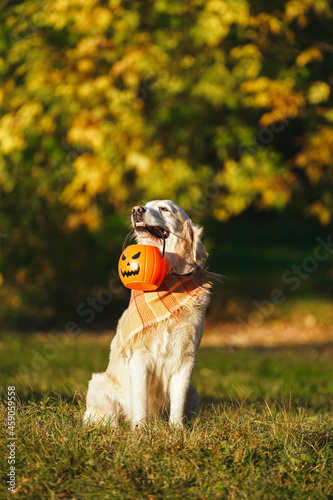 Adorable golden retriever with checkered bandana sits in park on autumn bush with yellow leaves background and holds a jack o lantern bucket looking up. Dog holds a halloween symbol during golden hour