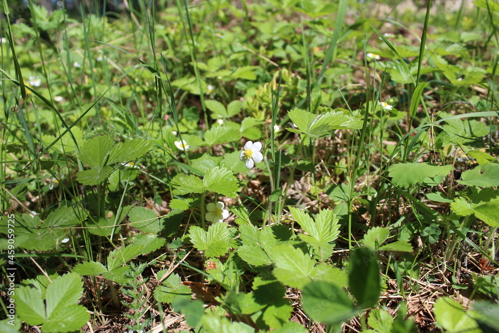 blooming strawberries in the grass and foliage in a clearing blooming strawberries in the grass and foliage in a clearing
