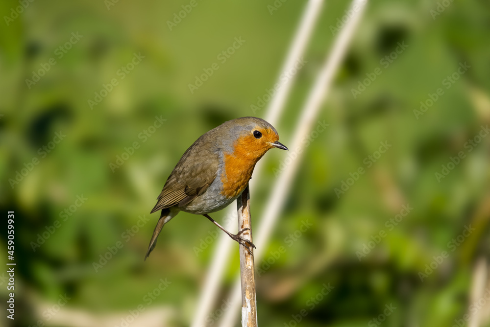 isolated european Robin Red Breast bird Erithacus rubecula perched on a reed isolated european Robin Red Breast bird Erithacus rubecula perched on a reed