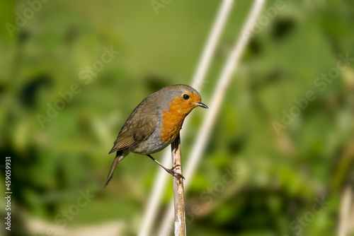 isolated european Robin Red Breast bird Erithacus rubecula perched on a reed