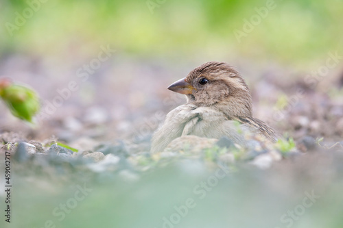 A House sparrow (Passer domesticus) sand bathing between the gravel. © Bouke