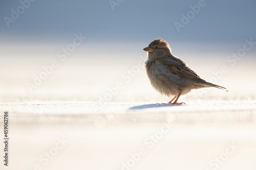 A house sparrow (Passer domesticus) blacklit on surface level.