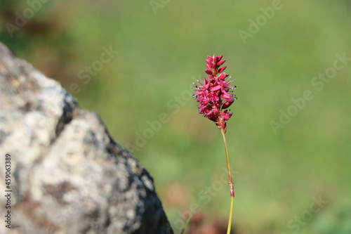 Selective focus shot of a red knotweed photo