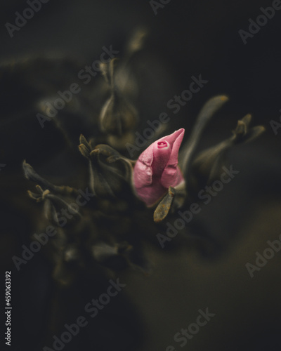 Close-up shot of floweri, pink flower with a blurred background photo