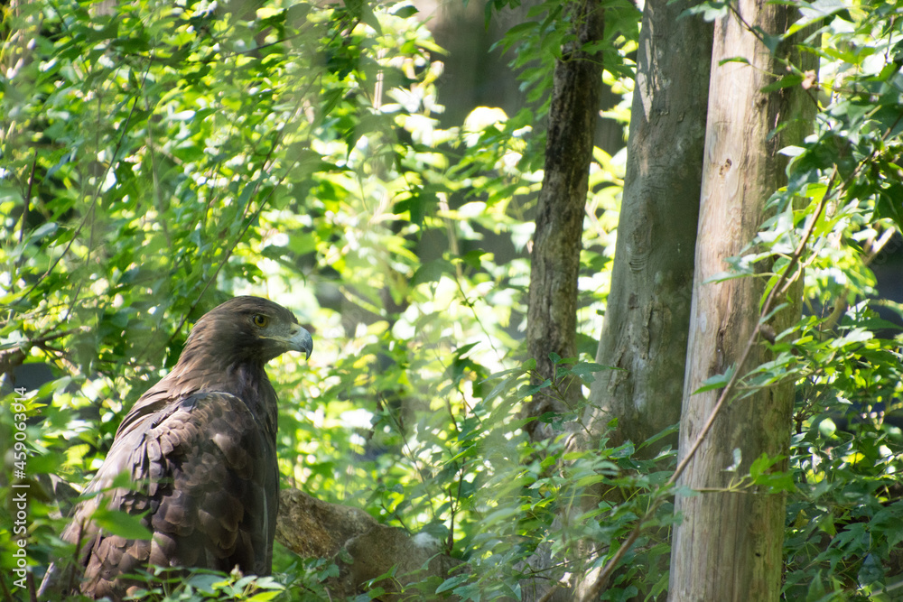 Fototapeta premium 犬鷲