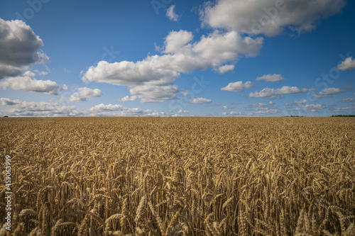 cereal field with clouds in the countryside on a sunny day