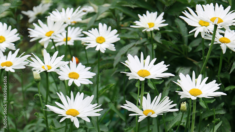 Chamomile flowers blooming in a garden, camomile flowers blooming