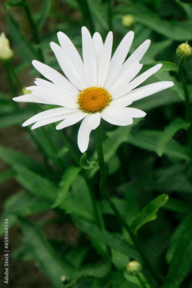 Chamomile flower blooming in a garden, camomile flower close – up view Chamomile flower blooming in a garden, camomile flower close – up view