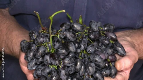 Black grapes in the hands
