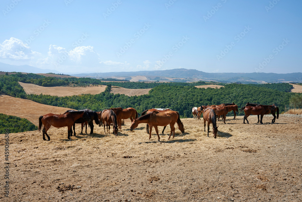 Fototapeta premium cavalli